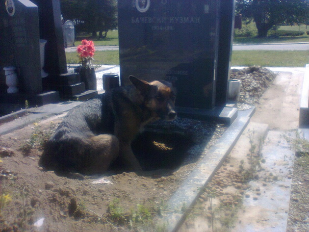 Grob u kome pas leži petface