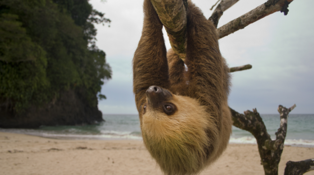 Kostarika najavila zatvraranje svojih zoo vrtova petface