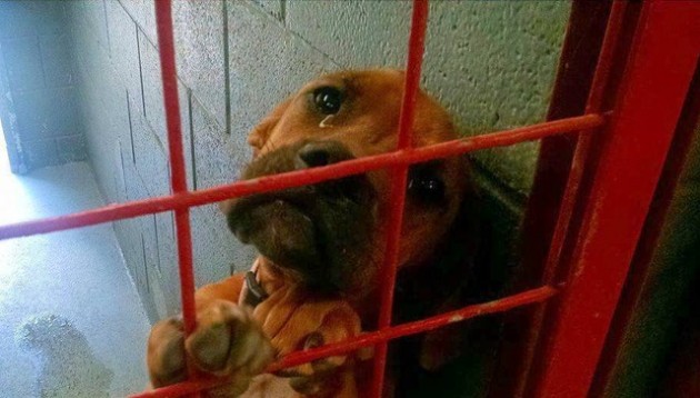 Pas koji plače u azilu petface