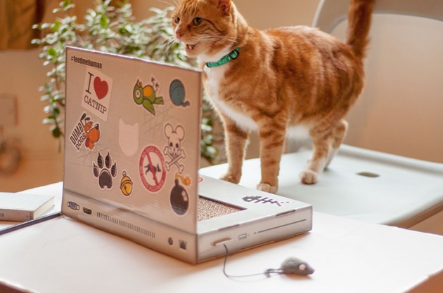 laptop za mačke petface