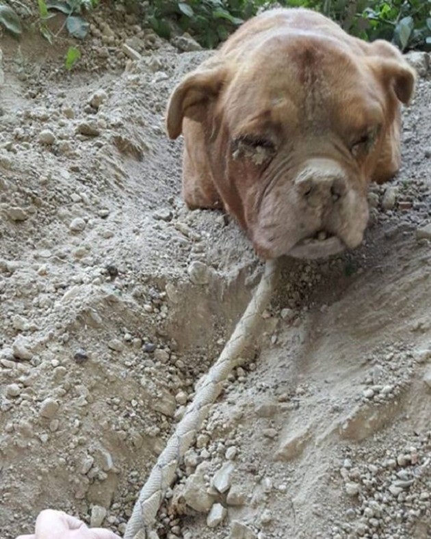 pas koji je zakopan živ petface