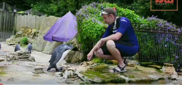 pingvin koji uči da pliva petface