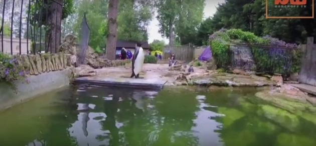 pingvin koji uči da pliva petface