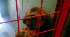 psa koji je zaplako u azilu petface