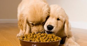 razlika u boji na hrani za pse petface