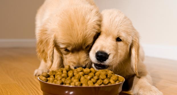 razlika u boji na hrani za pse petface