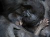 Gorila izgubila bebu petface