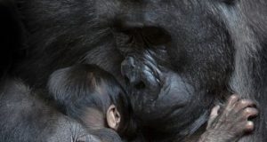 Gorila izgubila bebu petface
