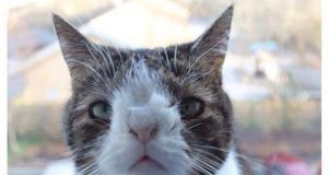 Mačka sa Daunovim sindromom petface