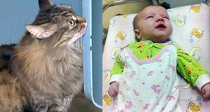 Mačka spasila bebu petface