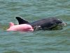 delfin pink roze boje petface