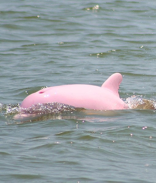 delfin pink roze boje petface