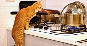 mačke vole kuhinju petface
