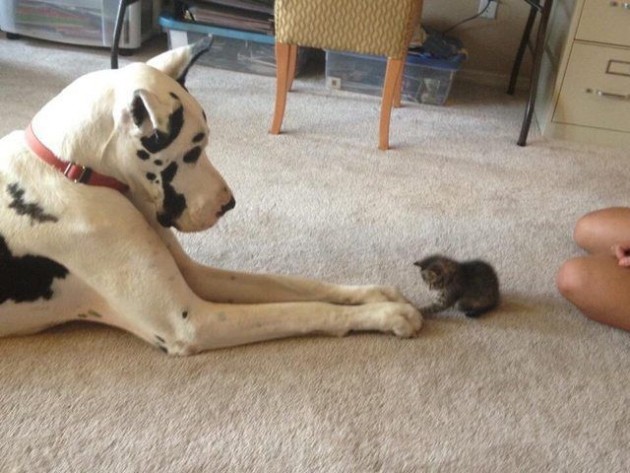 pas i mačka petface