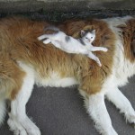 pas i mačka petface