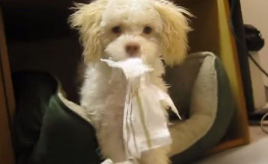 pas uhvaćen kako žvaće papir petface