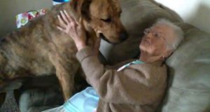 veza između velikog psa i bake petface