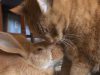 Ljubav između mačke i džinovskog kunića petaface