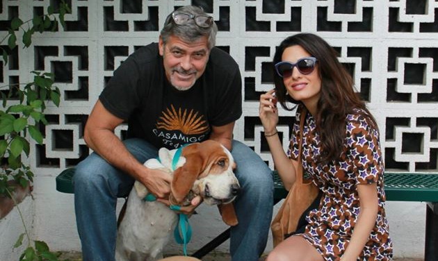 Džordž Kluni udomio psa petface