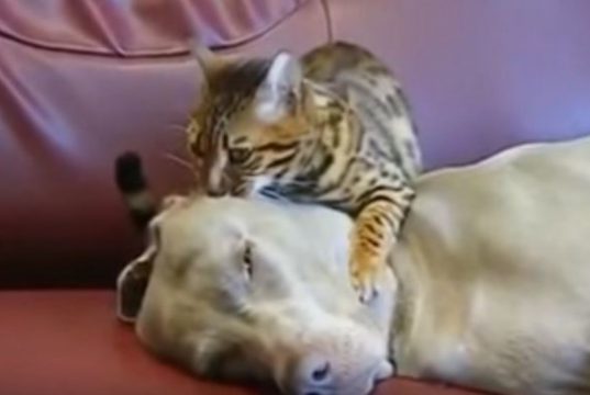 Mačka masira psa petface