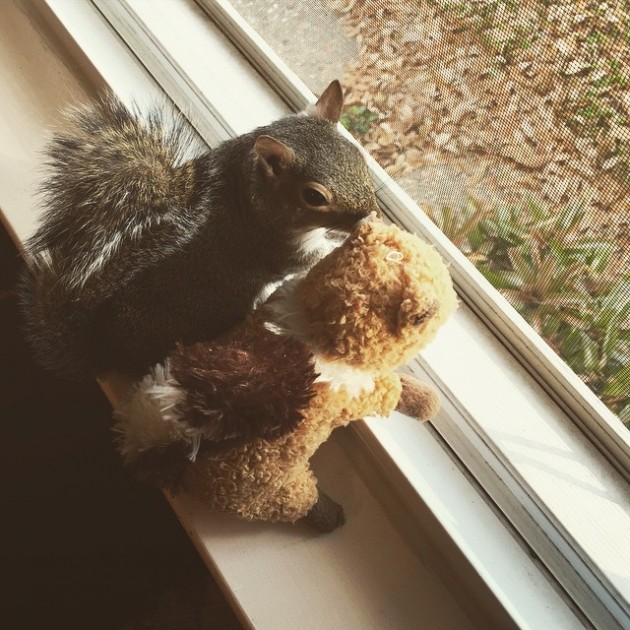 Spasili su vevericu iz uragana petface