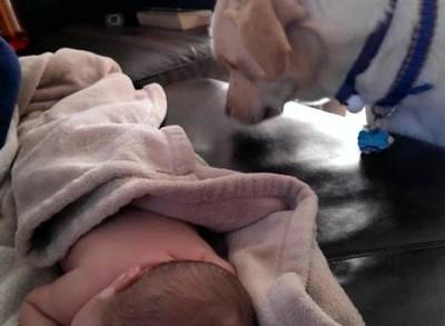 pas pokriva bebu petface