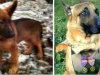 Rusi su poklonili Francuskoj štene petface