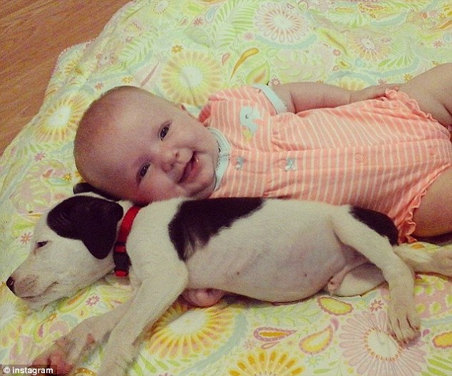 beba I štene pitbula petface