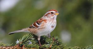 legenda o ptičici, Božiću i božićnom drvetu petface