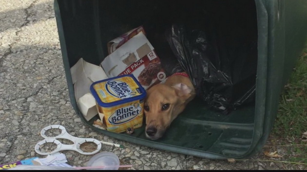 Radnik gradske čistoće spasio psa petface