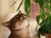 biljke koje ubijaju mace petface
