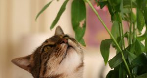 biljke koje ubijaju mace petface