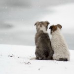 fotografije ljubimaca u snegu petface