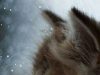 maca “ubije” zimsku dosadu petface