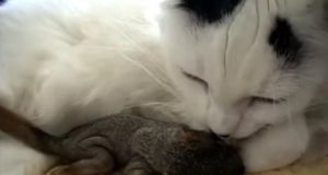 mačka je spasila dve bebe veverice petface
