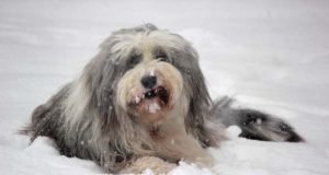 psi koji jedu sneg petface