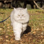 sibirski mačak petface