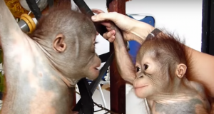 dve bebe orangutana petface
