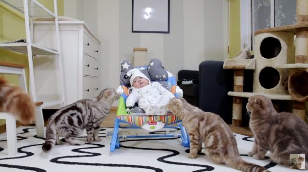 5 mačaka upoznaje bebu petface