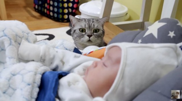 5 mačaka upoznaje bebu petface