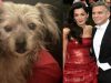 Džorž Kluni spasio je psa petface