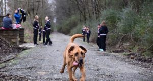 pas koji je istrčao polu-maraton petface