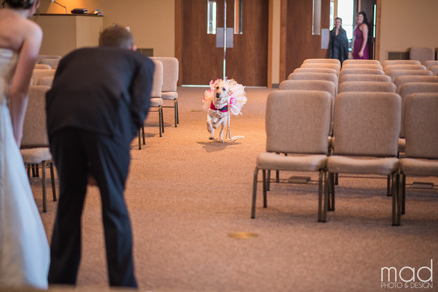 pas na venčanju svoje vlasnice petface