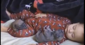 Beba spava sa dva šteneta mopsa petface