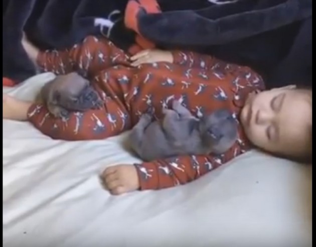 Beba spava sa dva šteneta mopsa petface