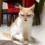 mrzovoljna mačka petface
