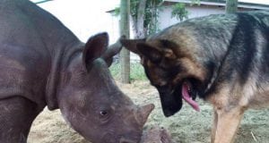 mladunče nosoroga petface