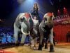 životinje u cirkusima petface
