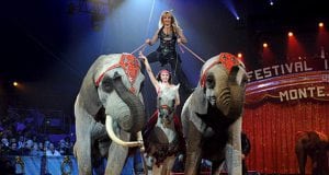 životinje u cirkusima petface