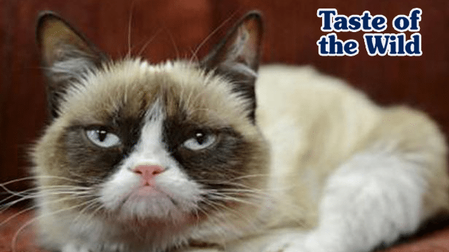 7 stvari koje vaša mačka mrzi petface